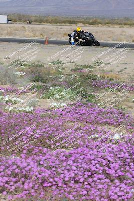 media/Feb-04-2023-SoCal Trackdays (Sat) [[8a776bf2c3]]/Turn 15 Inside Blooming (1050am)/